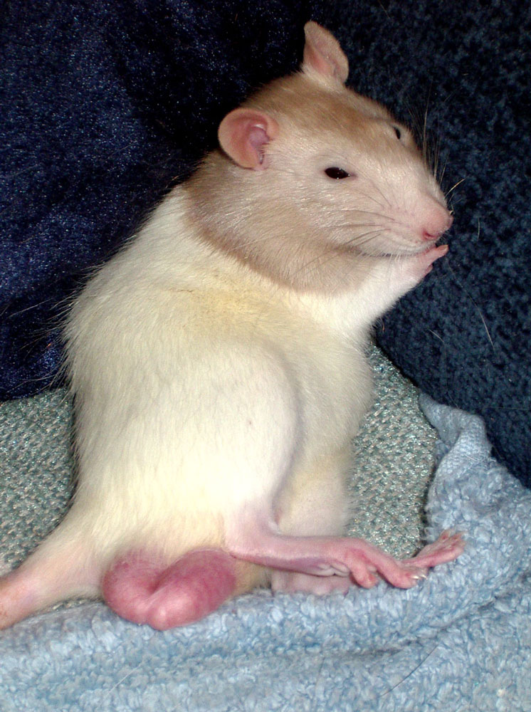 Rattitude Gallery: the Pet Rat Owner's Guide