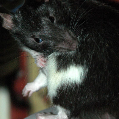 Rat Grooming Self