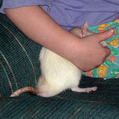 Rat Being Snuggled