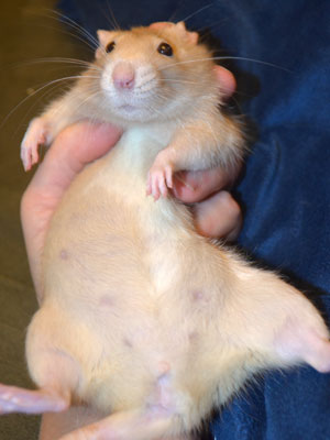 Cute Rat Belly