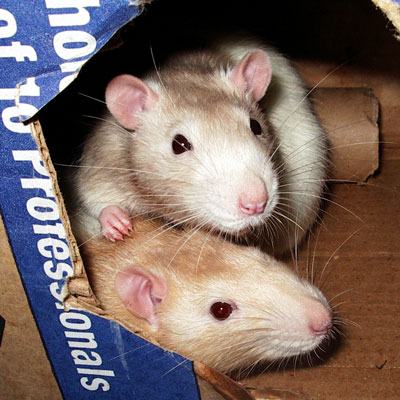 Rats in a Box