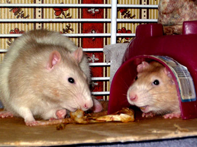 Rats Gnawing Bones
