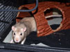 Cute Rat Pic