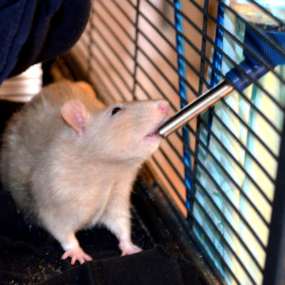 Rat Drinking